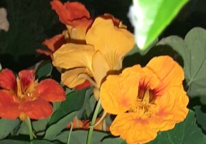 Is it time for a vegetable garden?